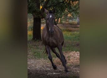 Lusitanien, Jument, 9 Ans, 157 cm, Bai brun