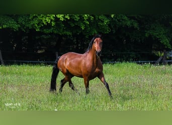 Lusitanien, Jument, 9 Ans, 158 cm, Bai