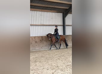 Lusitanien, Jument, 9 Ans, 165 cm, Bai