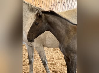 Lusitanien, Jument, 9 Ans, Gris