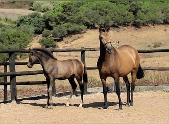 Lusitanien, Jument, Poulain (04/2024), 125 cm, Buckskin