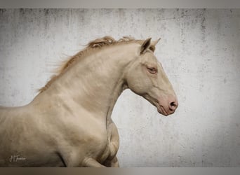 Lusitanien, Jument, Poulain (01/2024), 160 cm, Buckskin