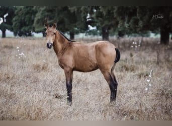 Lusitanien, Jument, Poulain (01/2024), 160 cm, Buckskin