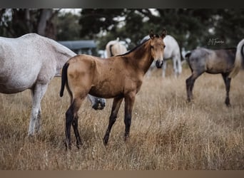 Lusitanien, Jument, Poulain (01/2024), 160 cm, Buckskin