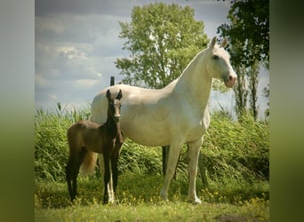 Lusitanien, Jument, Poulain (05/2026), 160 cm, Gris