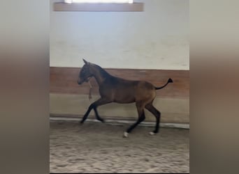 Lusitanien, Jument, Poulain (04/2025), 163 cm, Buckskin