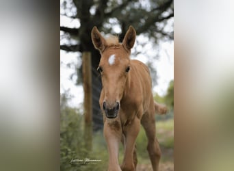 Lusitanien, Jument, Poulain (04/2024), 163 cm, Palomino