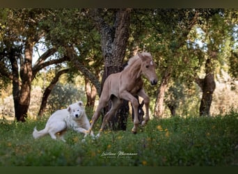 Lusitanien, Jument, Poulain (04/2024), 163 cm, Palomino