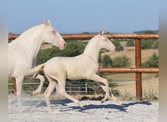Lusitanien, Jument, Poulain (04/2026), Cremello