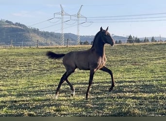 Lusitanien, Jument, Poulain (01/2024), Peut devenir gris