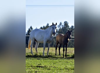 Lusitanien, Jument, Poulain (01/2024), Peut devenir gris