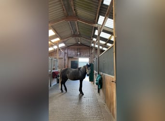 Lusitano, Castrone, 10 Anni, 151 cm, Grigio pezzato