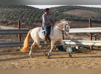 Lusitano, Castrone, 10 Anni, 158 cm, Perlino