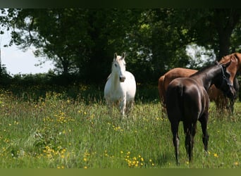 Lusitano, Castrone, 10 Anni, 160 cm, Grigio