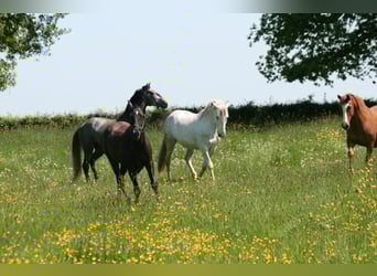 Lusitano, Castrone, 10 Anni, 160 cm, Grigio