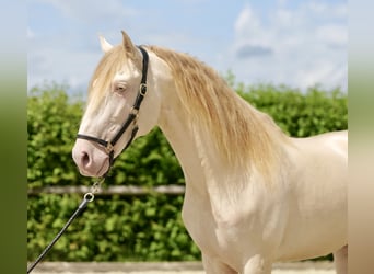 Lusitano, Castrone, 10 Anni, 160 cm, Perlino