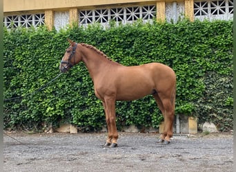 Lusitano, Castrone, 10 Anni, 160 cm, Sauro scuro