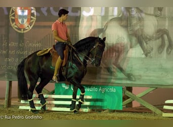 Lusitano, Castrone, 10 Anni, 161 cm