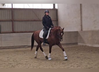 Lusitano Mix, Castrone, 10 Anni, 163 cm, Sauro scuro