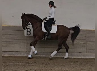 Lusitano Mix, Castrone, 10 Anni, 163 cm, Sauro scuro