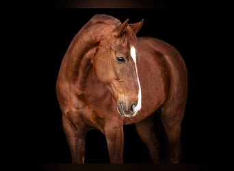 Lusitano Mix, Castrone, 10 Anni, 163 cm, Sauro scuro
