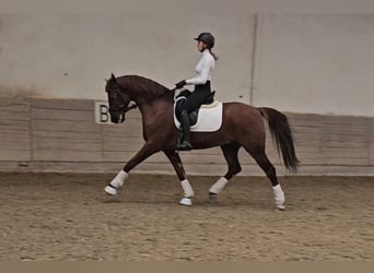 Lusitano Mix, Castrone, 10 Anni, 163 cm, Sauro scuro