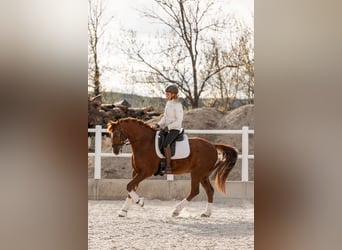 Lusitano Mix, Castrone, 10 Anni, 163 cm, Sauro scuro