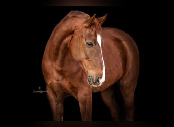 Lusitano Mix, Castrone, 10 Anni, 163 cm, Sauro scuro