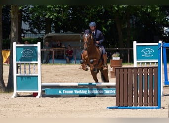 Lusitano, Castrone, 10 Anni, 164 cm, Baio