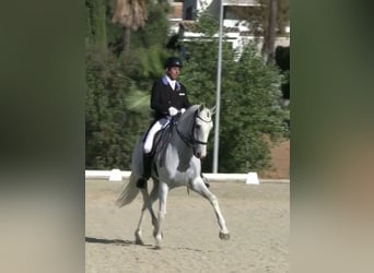 Lusitano, Castrone, 10 Anni, 164 cm, Grigio
