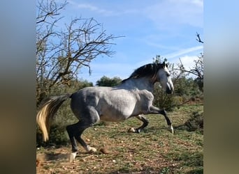 Lusitano Mix, Castrone, 10 Anni, 165 cm, Grigio pezzato