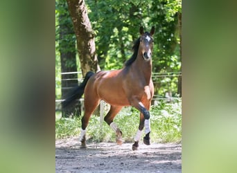 Lusitano, Castrone, 10 Anni, 168 cm, Baio scuro