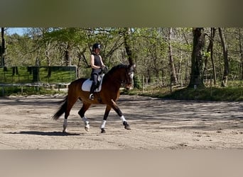 Lusitano, Castrone, 10 Anni, 168 cm, Baio scuro