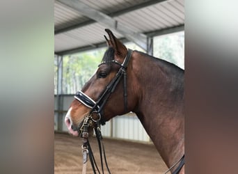 Lusitano, Castrone, 10 Anni, 168 cm, Baio scuro