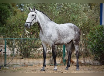 Lusitano, Castrone, 10 Anni, 168 cm, Grigio pezzato