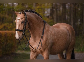 Lusitano, Castrone, 10 Anni, 168 cm, Pelle di daino