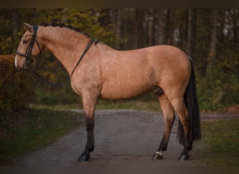 Lusitano, Castrone, 10 Anni, 168 cm, Pelle di daino