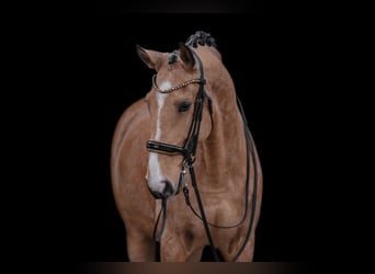 Lusitano, Castrone, 10 Anni, 168 cm, Pelle di daino