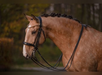 Lusitano, Castrone, 10 Anni, 168 cm, Pelle di daino