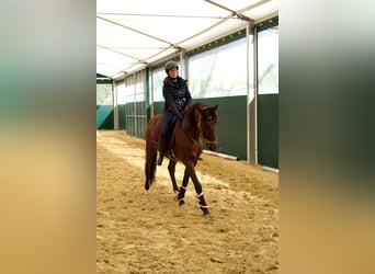 Lusitano, Castrone, 11 Anni, 161 cm, Baio