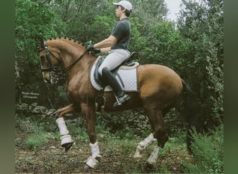 Lusitano, Castrone, 11 Anni, 161 cm, Baio ciliegia