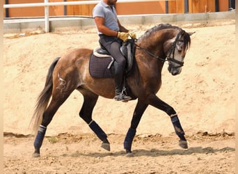 Lusitano, Castrone, 11 Anni, 161 cm, Grigio