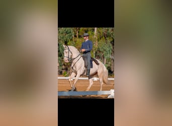Lusitano Mix, Castrone, 11 Anni, 162 cm, Cremello