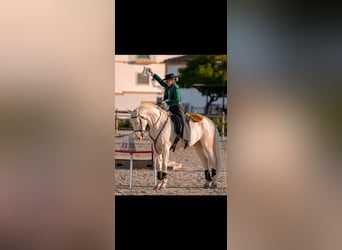 Lusitano Mix, Castrone, 11 Anni, 162 cm, Cremello