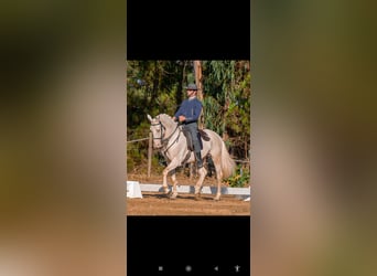 Lusitano Mix, Castrone, 11 Anni, 162 cm, Cremello