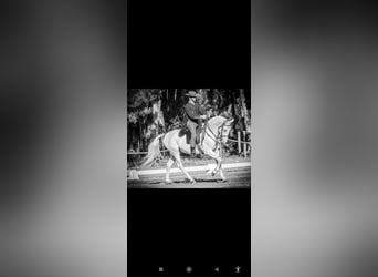 Lusitano Mix, Castrone, 11 Anni, 162 cm, Cremello