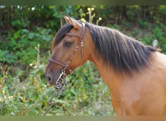 Lusitano, Castrone, 11 Anni, 162 cm, Falbo