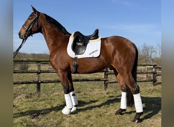 Lusitano, Castrone, 11 Anni, 164 cm, Baio