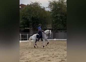 Lusitano, Castrone, 11 Anni, 164 cm, Grigio