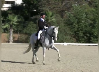 Lusitano, Castrone, 11 Anni, 164 cm, Grigio